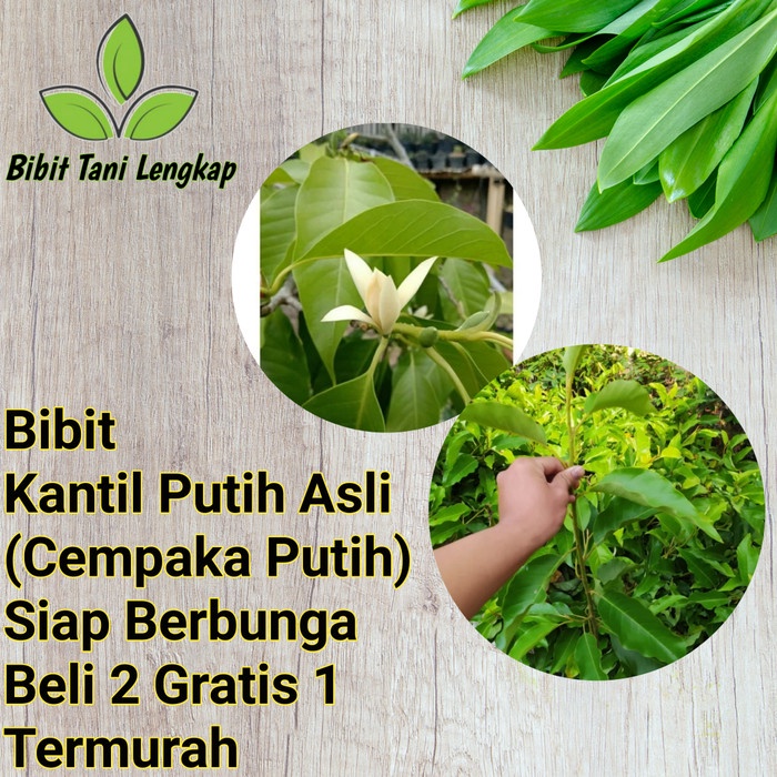 Bibit Tanaman Bunga Kantil Putih (Cempaka Putih) Asli Okulasi