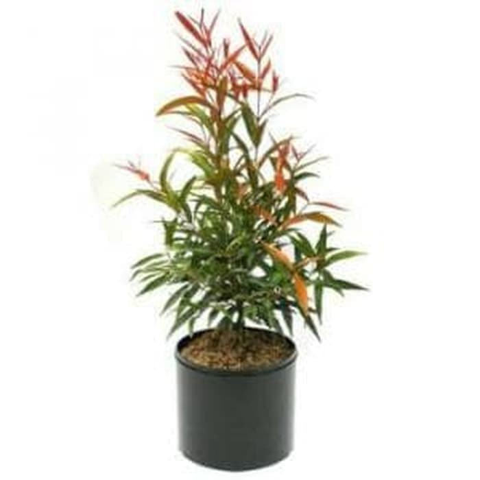 Bibit Tanaman Hias Pucuk Merah Jadilah Yang Pertama Mengulas Produk In