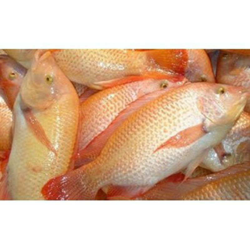 

Ikan Nila 500gr
