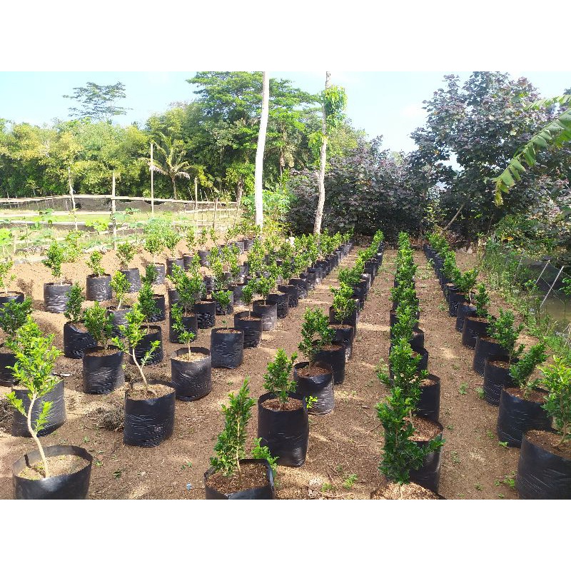 Bibit bonsai Beringin elegant