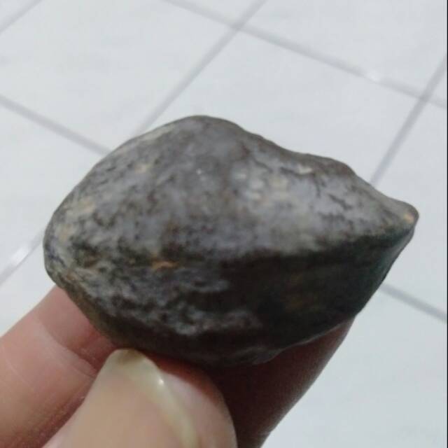 Muncang adu anak pedang salimin wonosobo