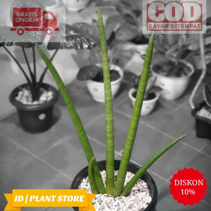 Taman hias sansivera tombak-lidah mertua-tanaman pembersih udara-tanaman hidup-bunga hidup murah