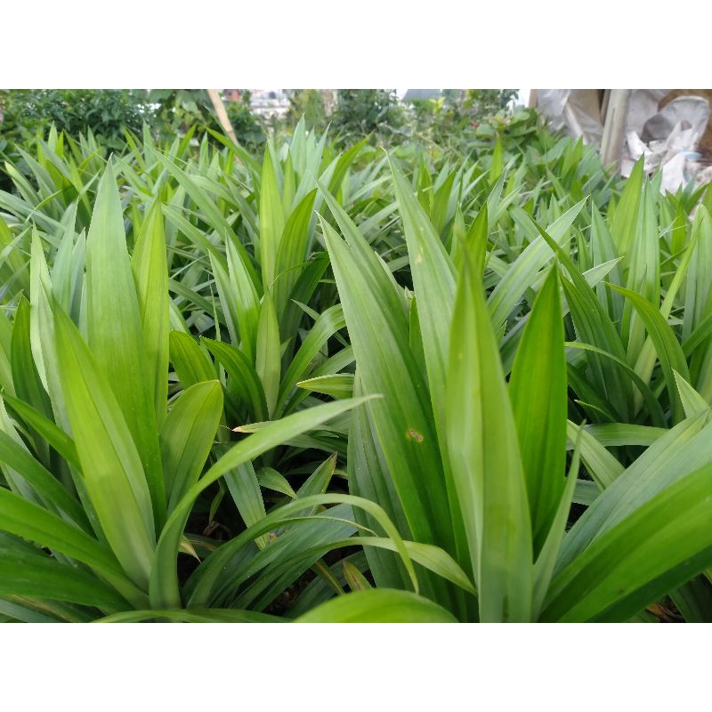 

Tanaman Pandan Wangi /Tumbuhan monokotil-rempah rempah