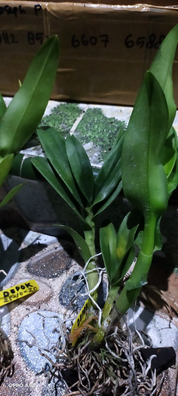 Anggrek Den White Diamon Star