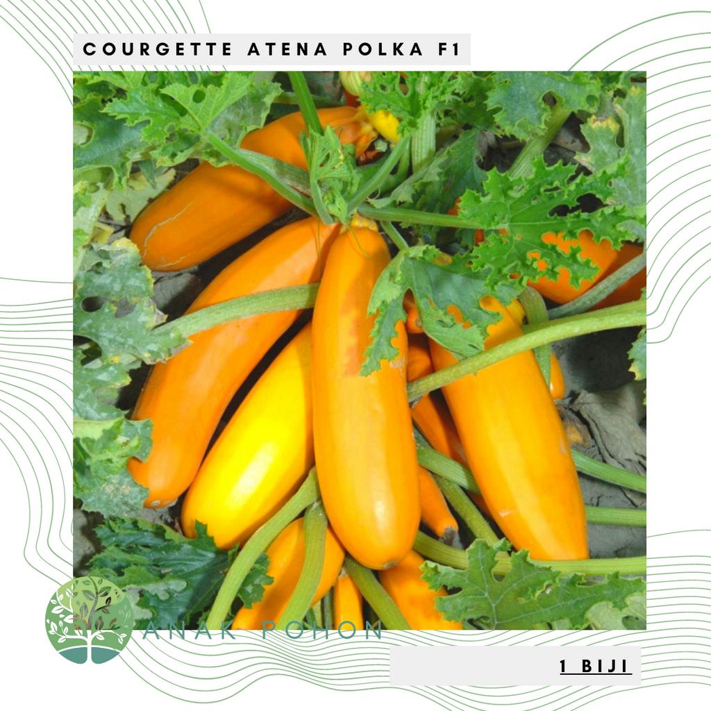 Benih Bibit Biji - Courgette Atena Polka F1 Hibrida Zucchini Zukini Kuning Seeds - IMPORT