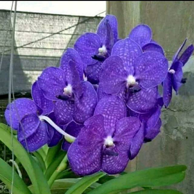 Anggrek Vanda Pachara Dewasa Siap Bunga