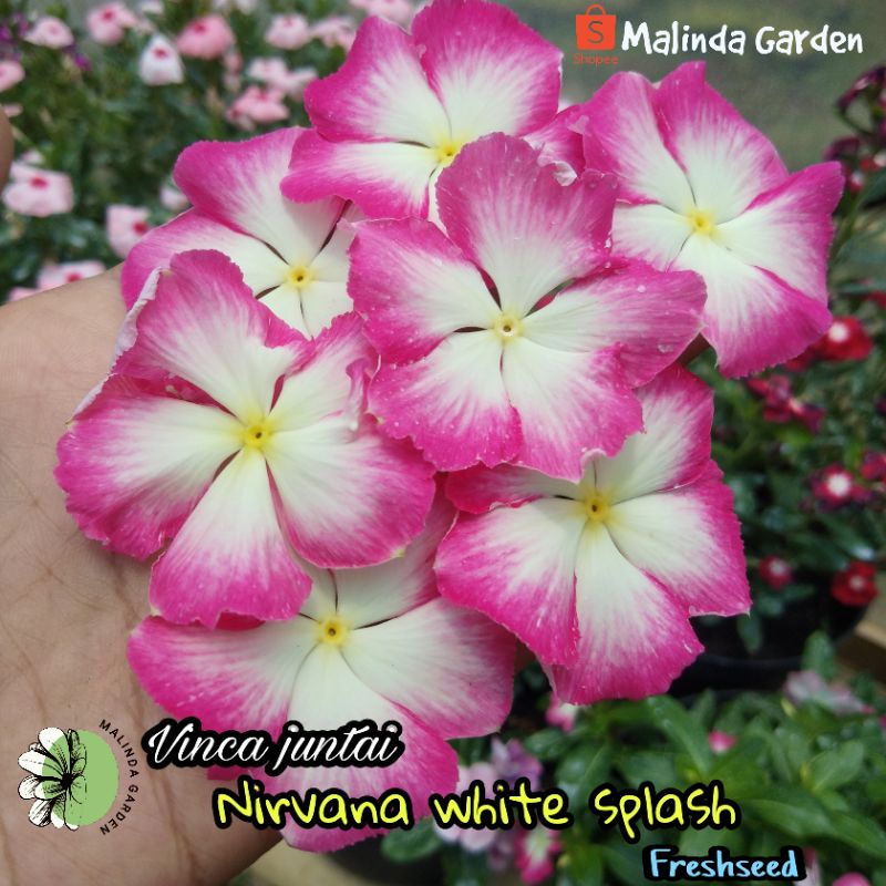 Benih bunga vinca sultan NIRVANA WHITE SPLASH juntai / freshseed tanaman hias tapak dara fresh seed 