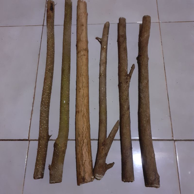 Stek Batang Mentaos / Jalitri Murah Bahan Bonsai Jalitri Batang Jalitri Segar Murah Ukuran 60 CM