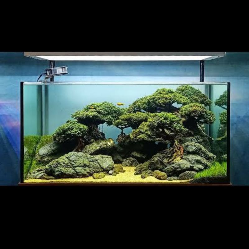 Jasa Aquascape Tema Jungle