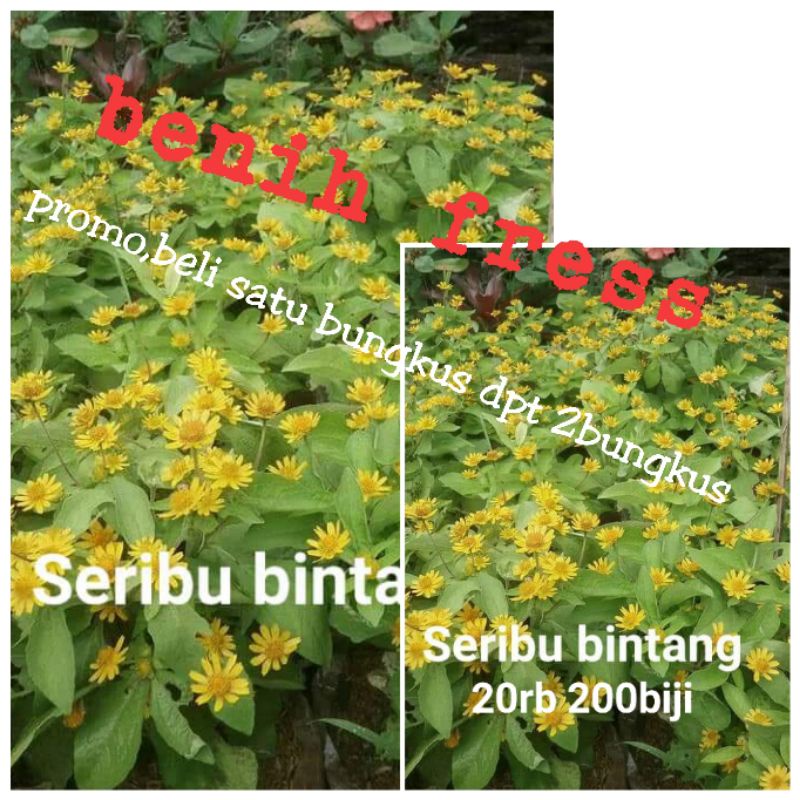 seribu bintang