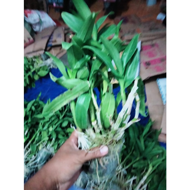anggrek dendrobium rimbun