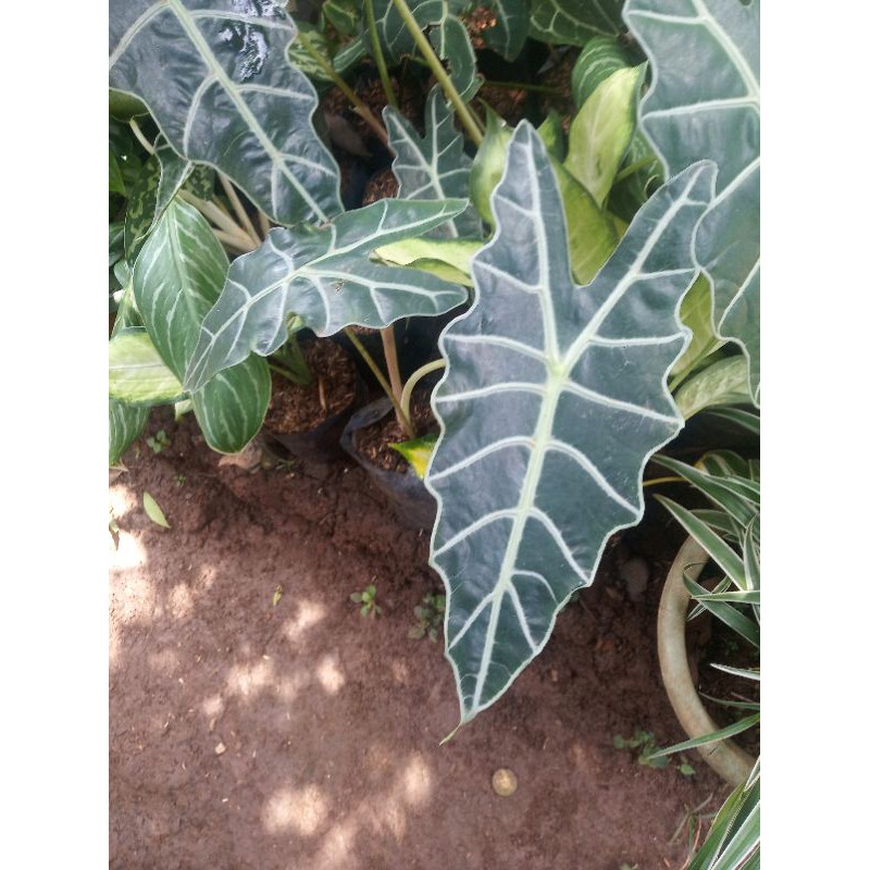 keladi amazon/tanaman hias keladi amazon