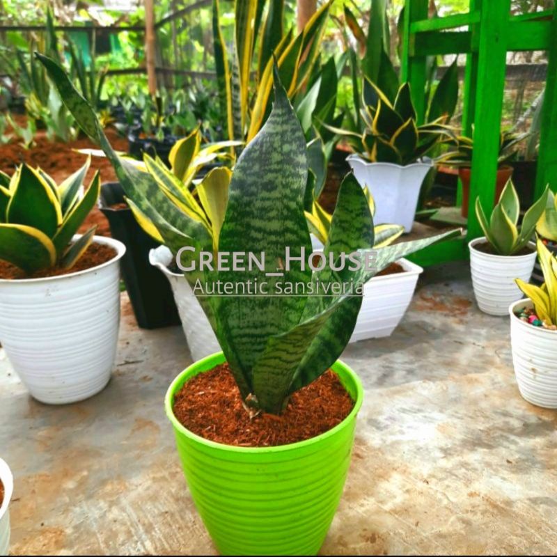Sansevieria Trifasciata Black Robusta - Sansivera