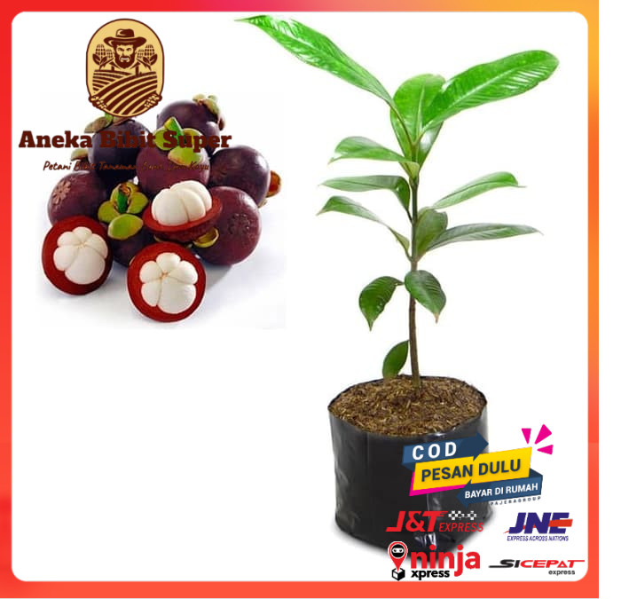 Bibit tanaman buah bibit tanaman buah manggis