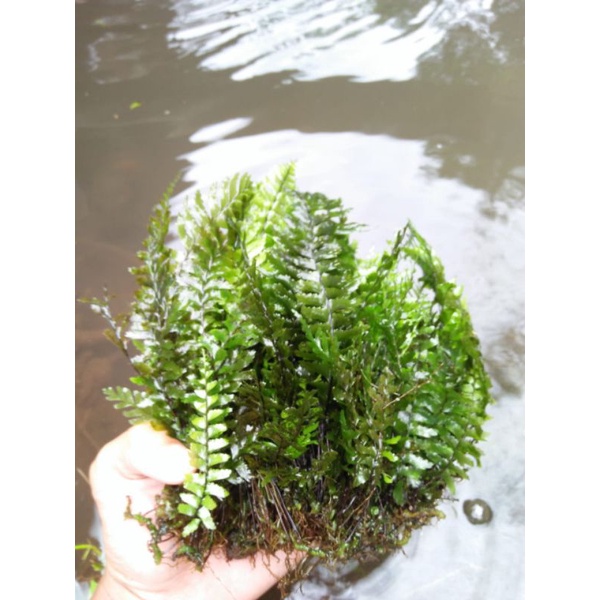 paku / pakis paludarium