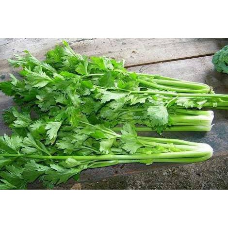 Jual Benih Bibit Sayur Sayuran Seledri Hidroponik Ecer Paket Sayuran Organik