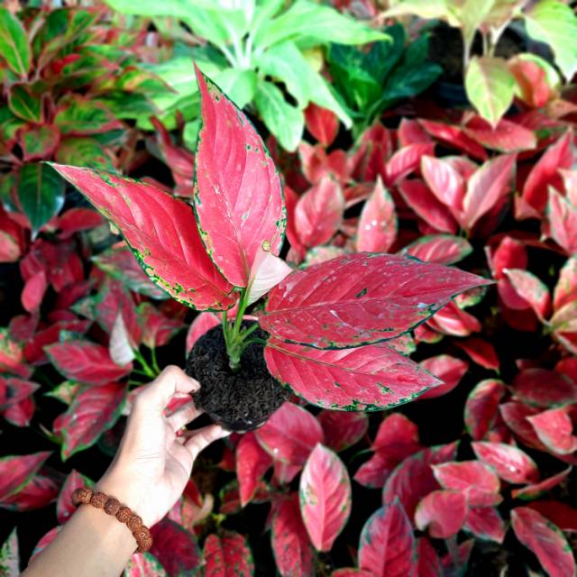 Tanaman Aglonema  Red  Venus  Aglaonema  Red  Venus  Bibit 