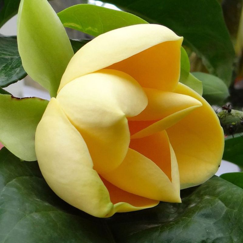 Tanaman Cempaka Gondok Kuning ( Magnolia Liliifera )
