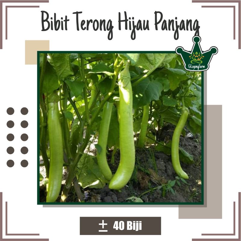 Bibit Terong Hijau Panjang Hibrida - Benih Sayuran