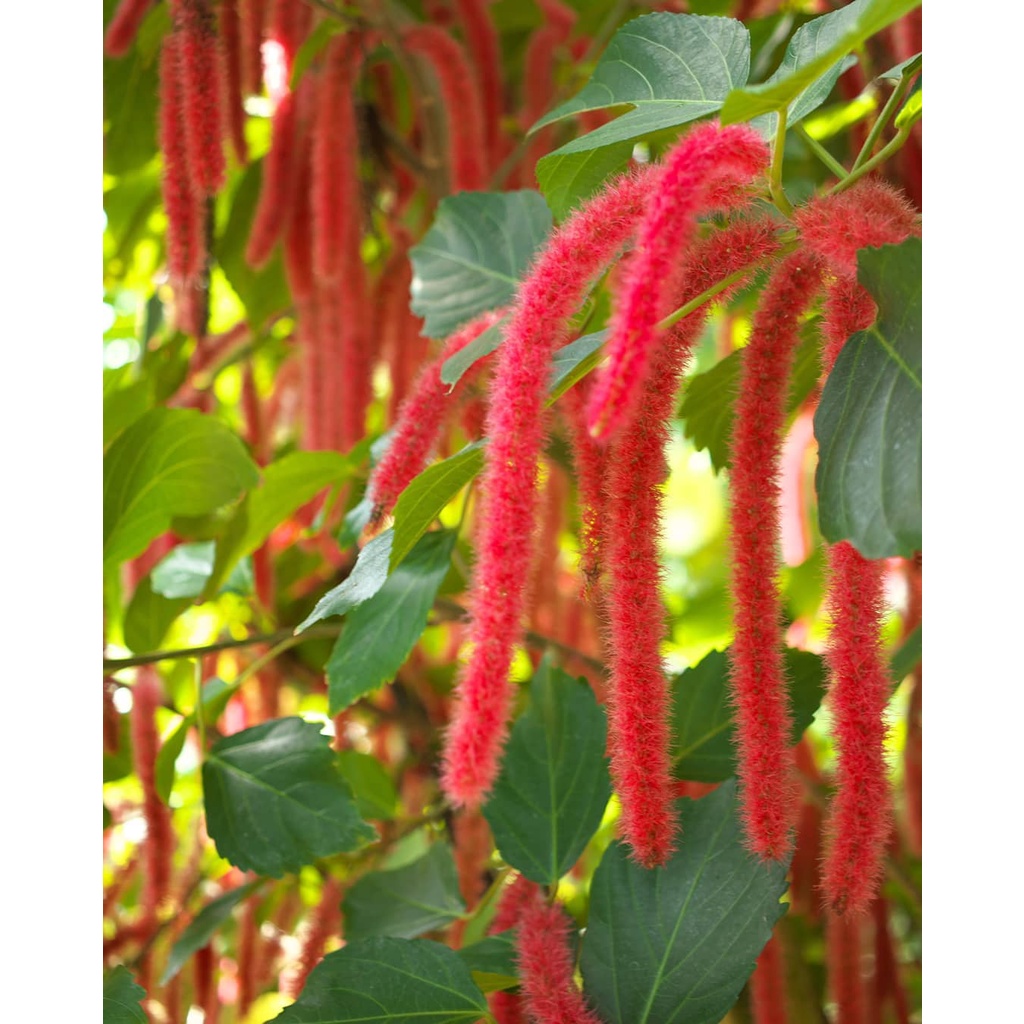 Tanaman bunga ekor kucing / red hots cat tail / acalypha hispida Herbal