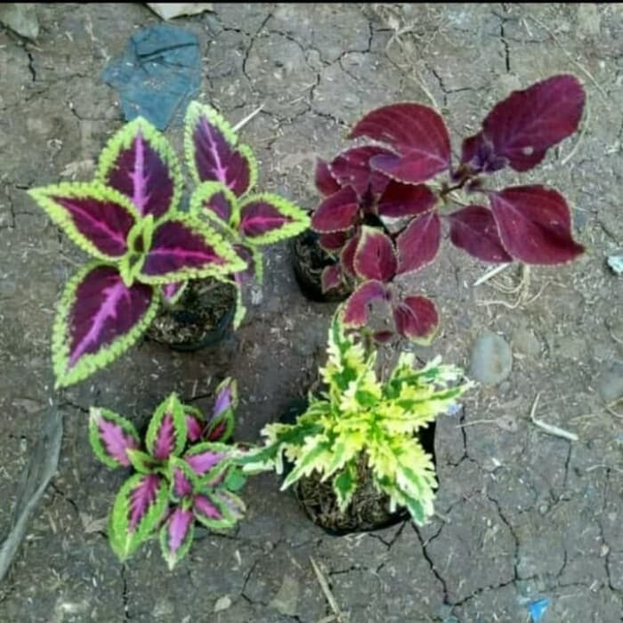 Paket tanaman hias miana - 4 paket miana
