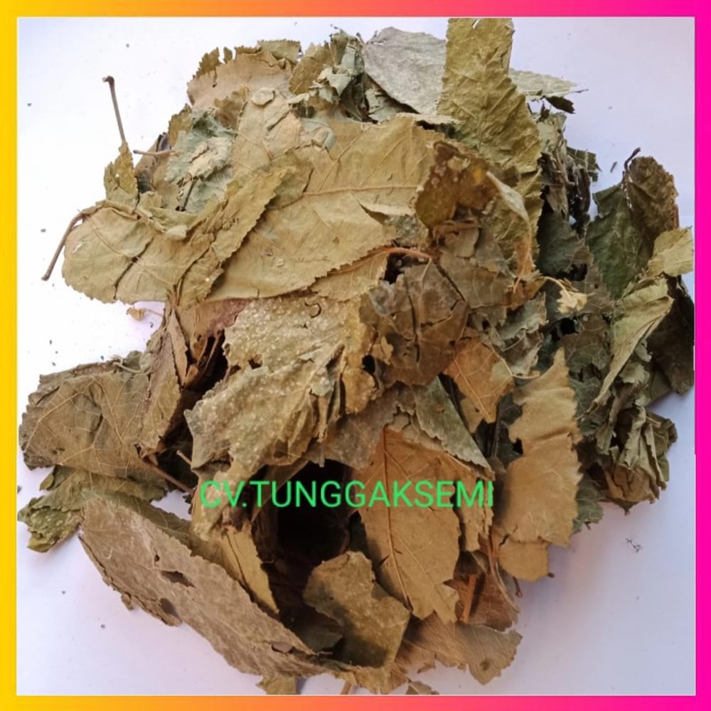 

[250g] daun jati belanda kering premium