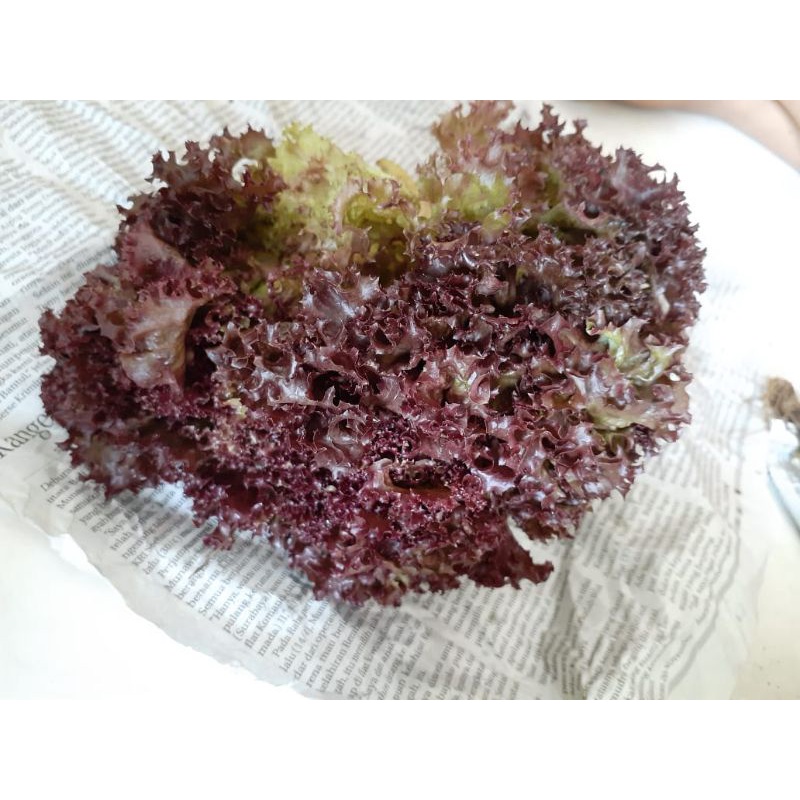 

selada merah, lettuce, selada merah segar, sayuran fresh, sayuran segar murah