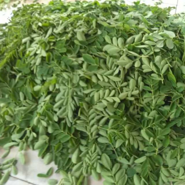 DAUN KELOR SEGAR 1 KG PRITILAN