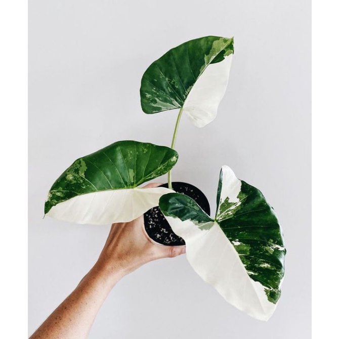 tanaman alocasia macrorrhiza variegata sente varigata