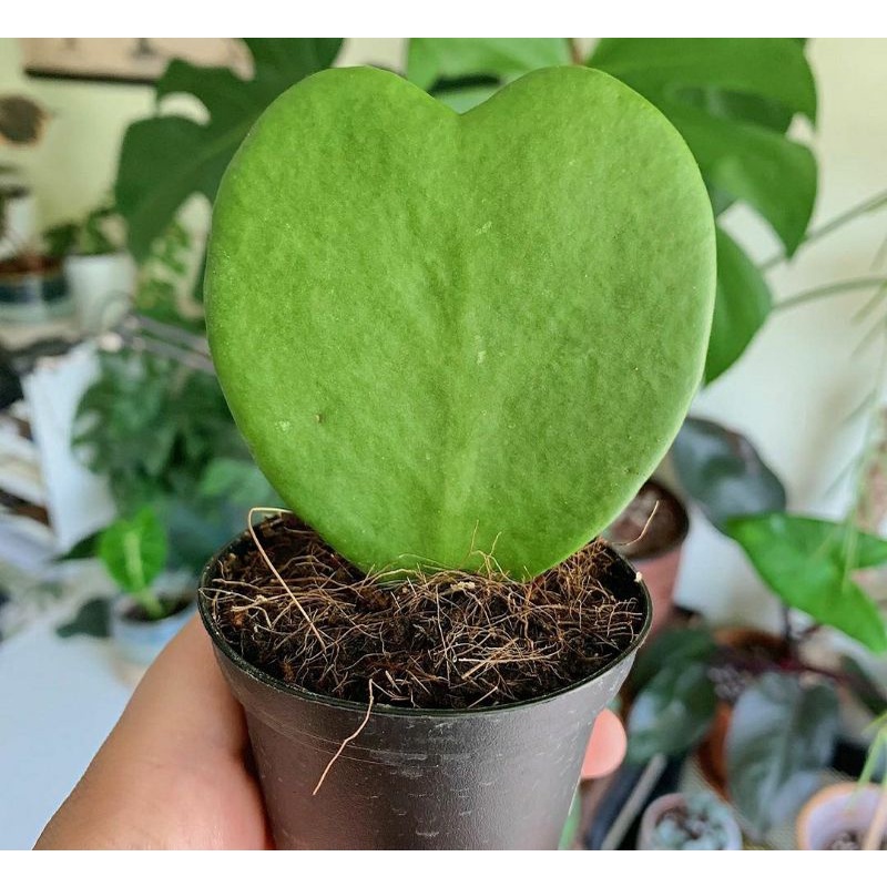 Sukulen Hoya Kerrii Variegata | Hoya Keri | Hoya Love