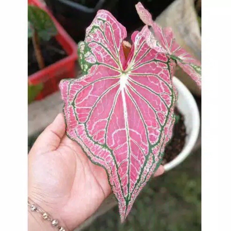 Tanaman hias caladium thai beauty / keladi wayang keladi batik pink