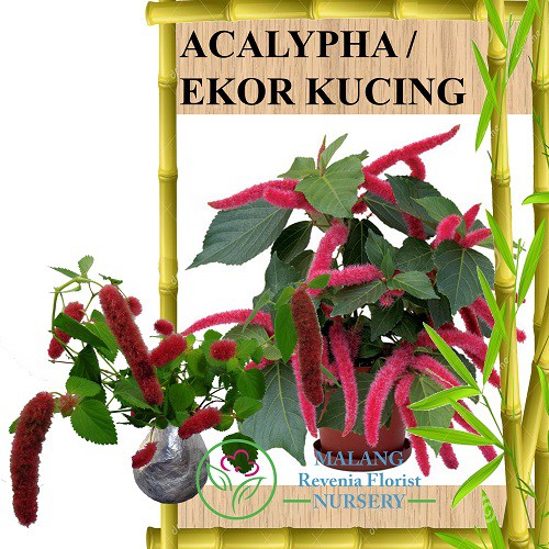 Tanaman Ekor Kucing / Acalypha