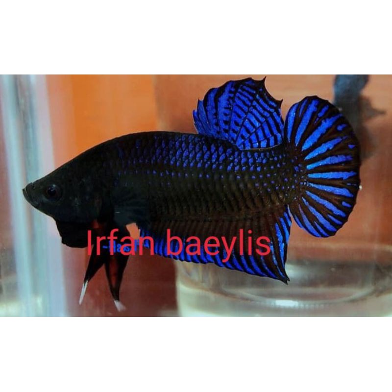 CUPANG ADUAN MDS x THAILAND TERLARIS