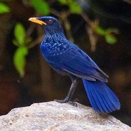 burung ciung batu jantan