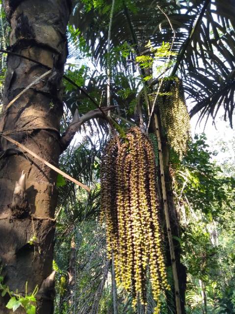 Gula aren/ gula kawung asli