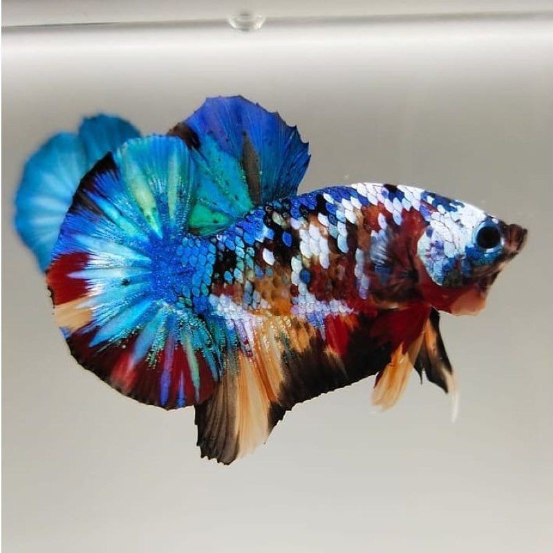 bahan cupang giant koi galaxy top grade