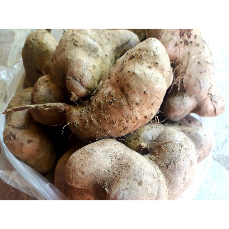 UMBI GEMBILI SEGAR FRESH 1 KG GEMBILI KETAN GEMBILI JAHE UBI GEMBILI