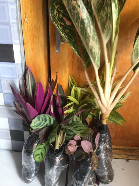 Tanaman Hias Gantung Episcia Merah / Episia Bludru Merah