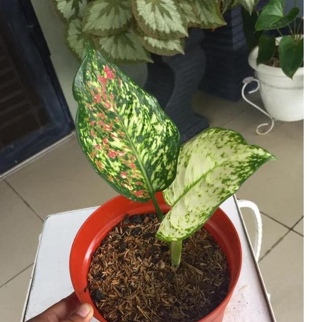 Bagus Dipakai.. Baby Aglonema tricolor murah
