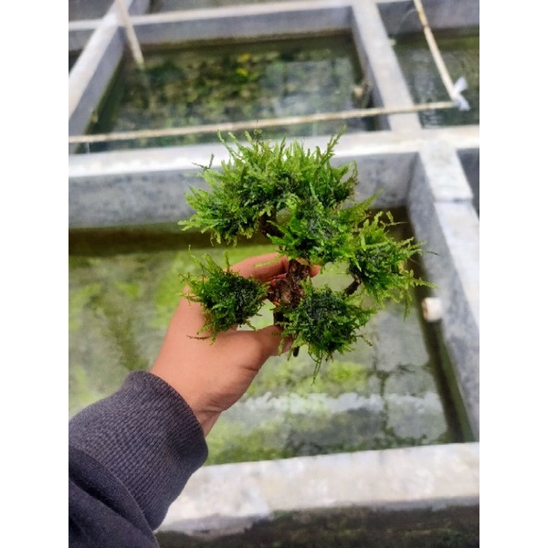 pohon bonsai Aquascape