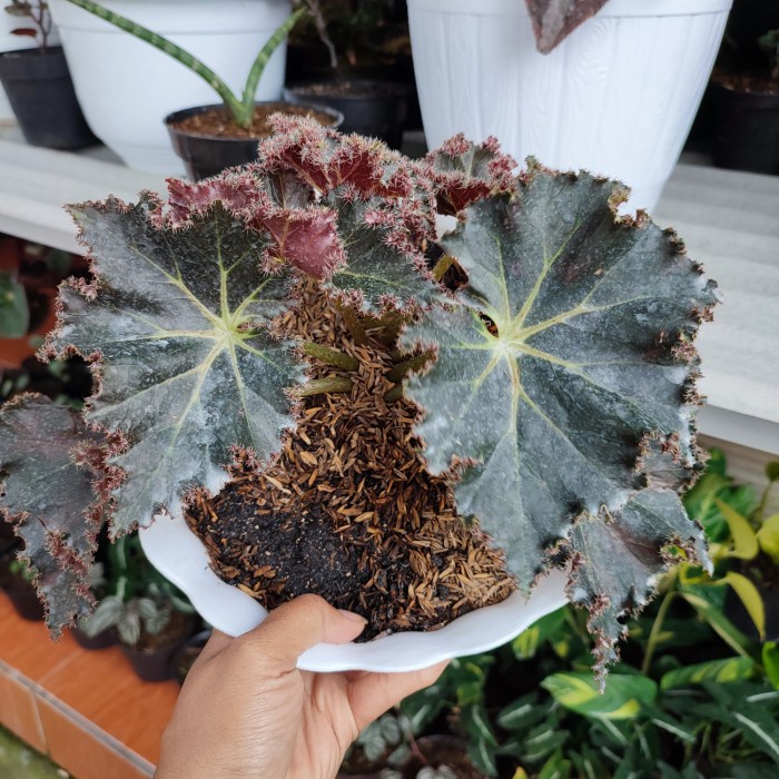 Tanaman Hias Begonia Brazilian