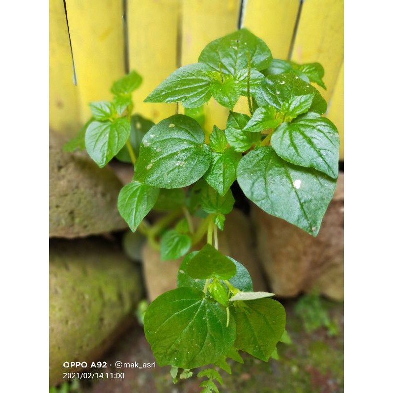 

Daun Sirih Cina, Herbal / 500gram