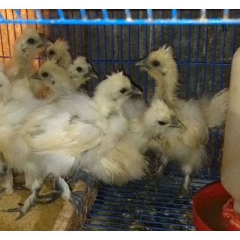 Ayam Kapas - Ayam Kapas Anakan