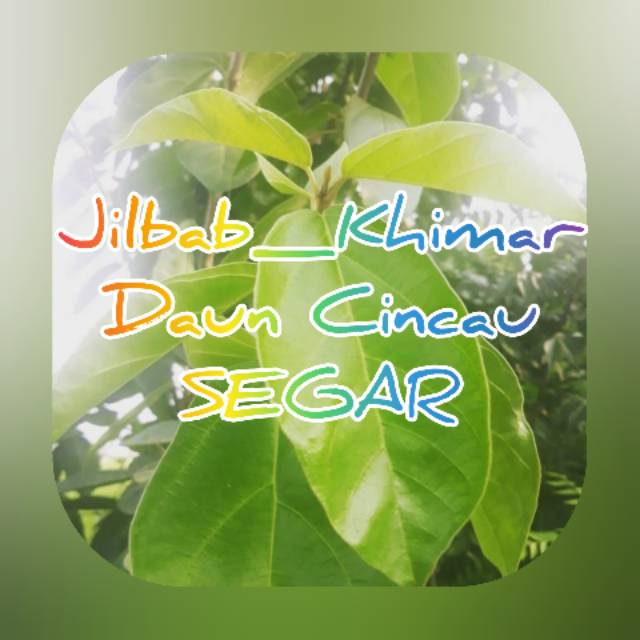 

DAUN CINCAU SEGAR