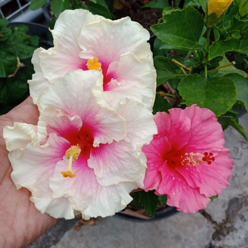 bibit bunga kembang Sepatu Hibiscus import langka Pinky Wave