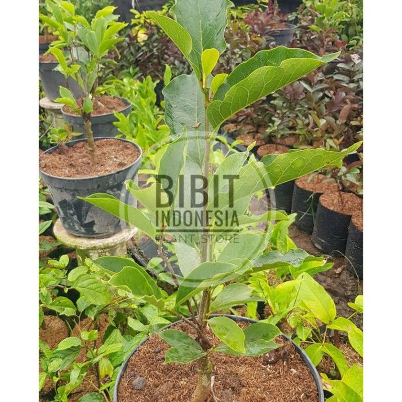 Bibit Bunga Kantil Ungu