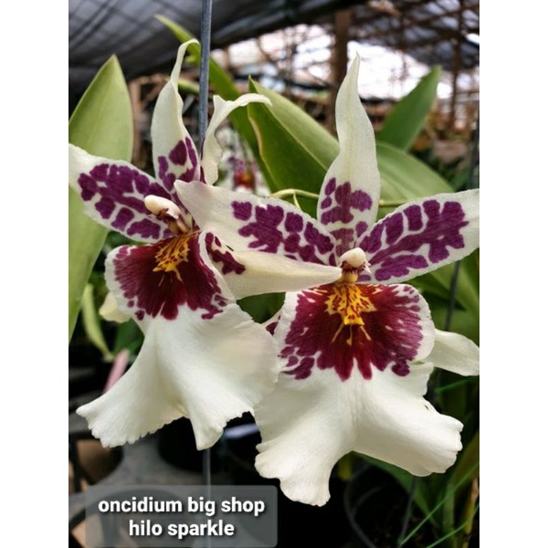 oncidium paket big shot + huluden cameleon ariole + basso sweet