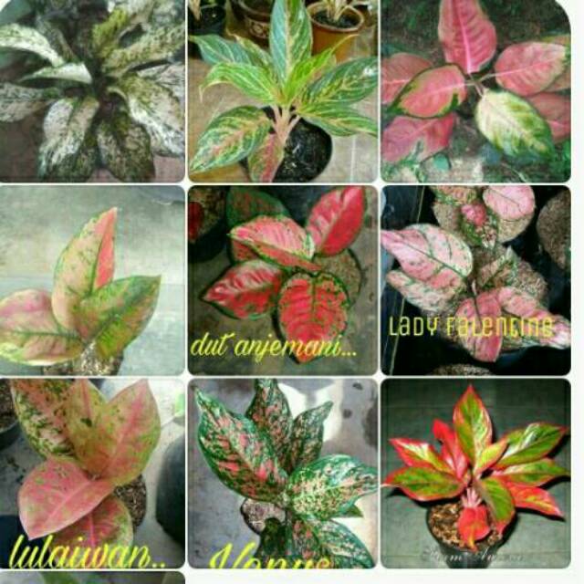 Aglonema paket 10 jenis