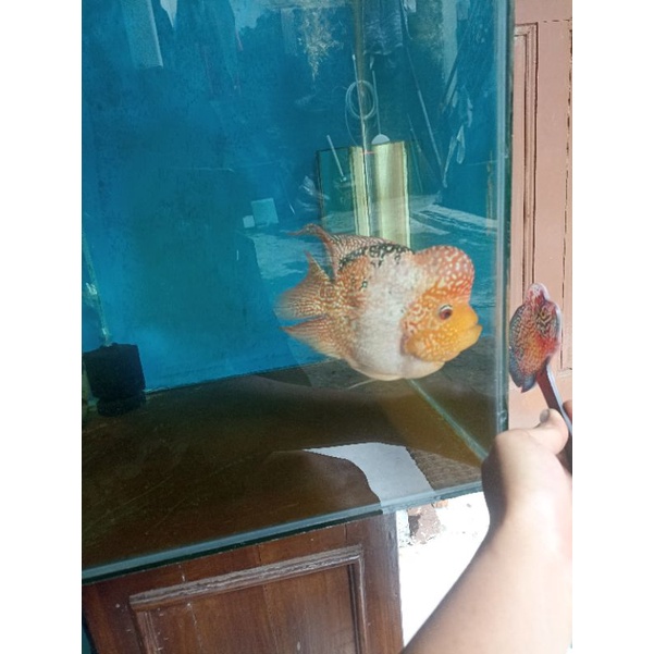 ikan louhan bonsai golden base