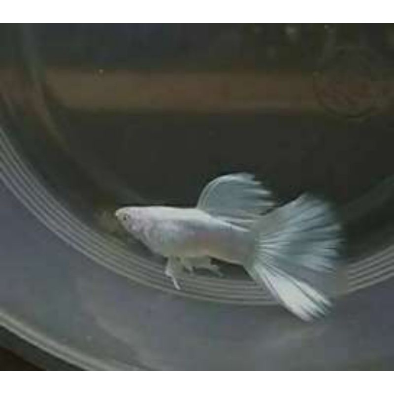 Ikan hias guppy AFP Long Dorsal Grade A
